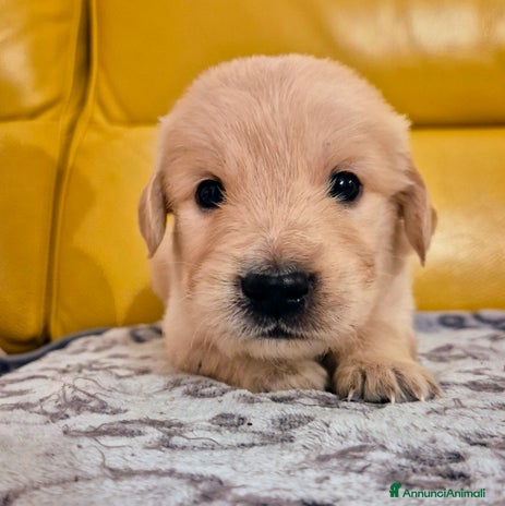 Golden Retriever cani - Annuncio 1