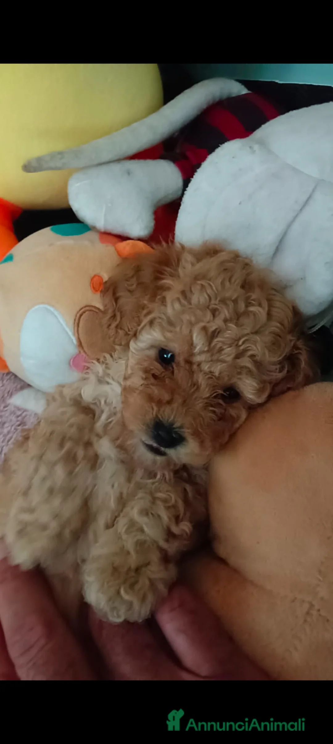 Barboncino Toy cani in vendita: BARBONCINO TOY - Annuncio 1