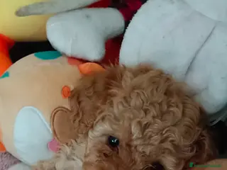 Barboncino Toy cani BARBONCINO TOY - Annuncio 8