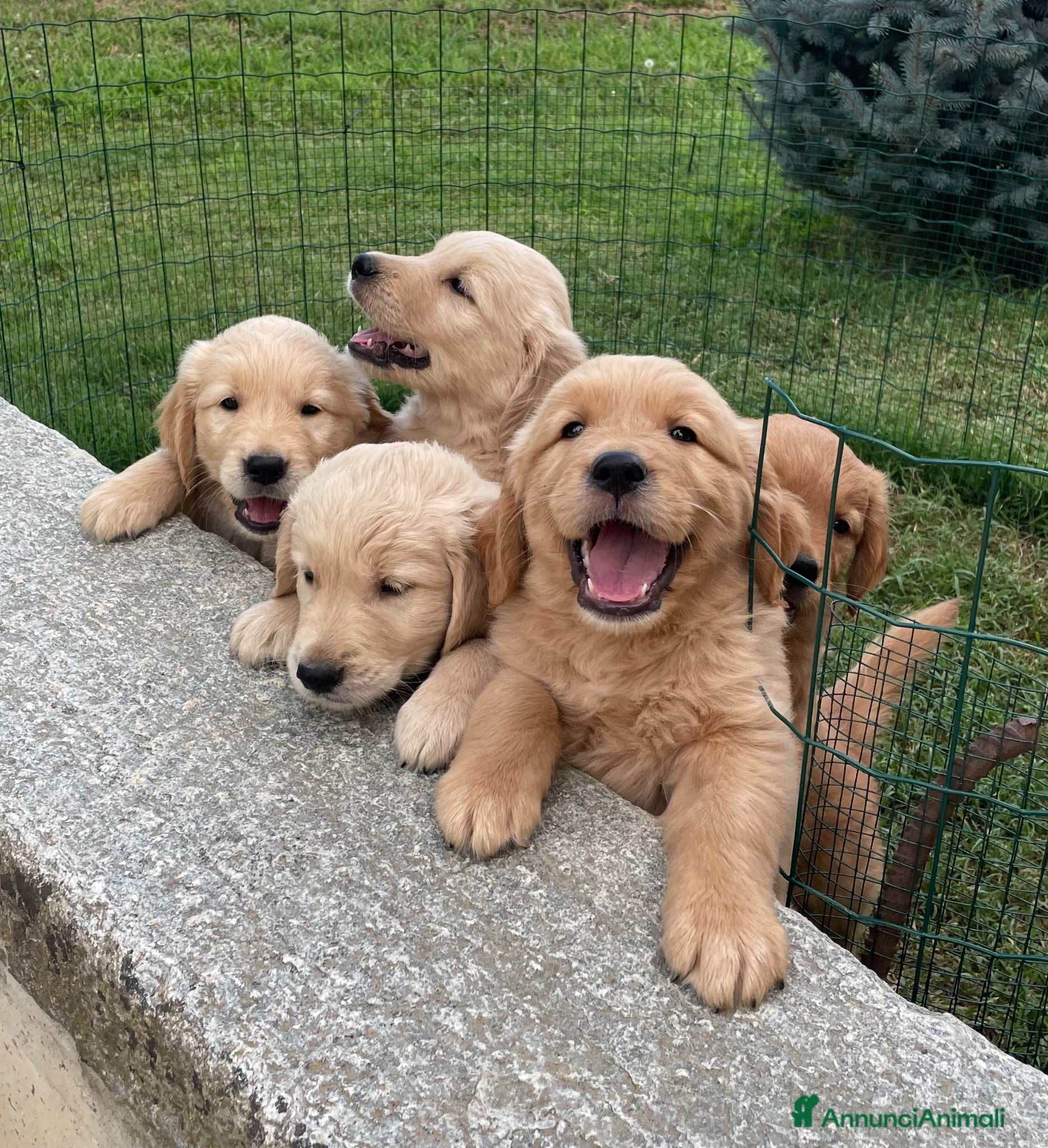 Golden Retriever cani Cuccioli di golden retriever  - Annuncio 2
