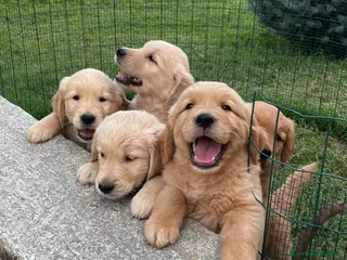 Golden Retriever cani Cuccioli di golden retriever - Annuncio 2