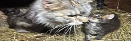 Maine Coon gatti in vendita: Cucciolo maine coon bellissimo  - Annuncio 3