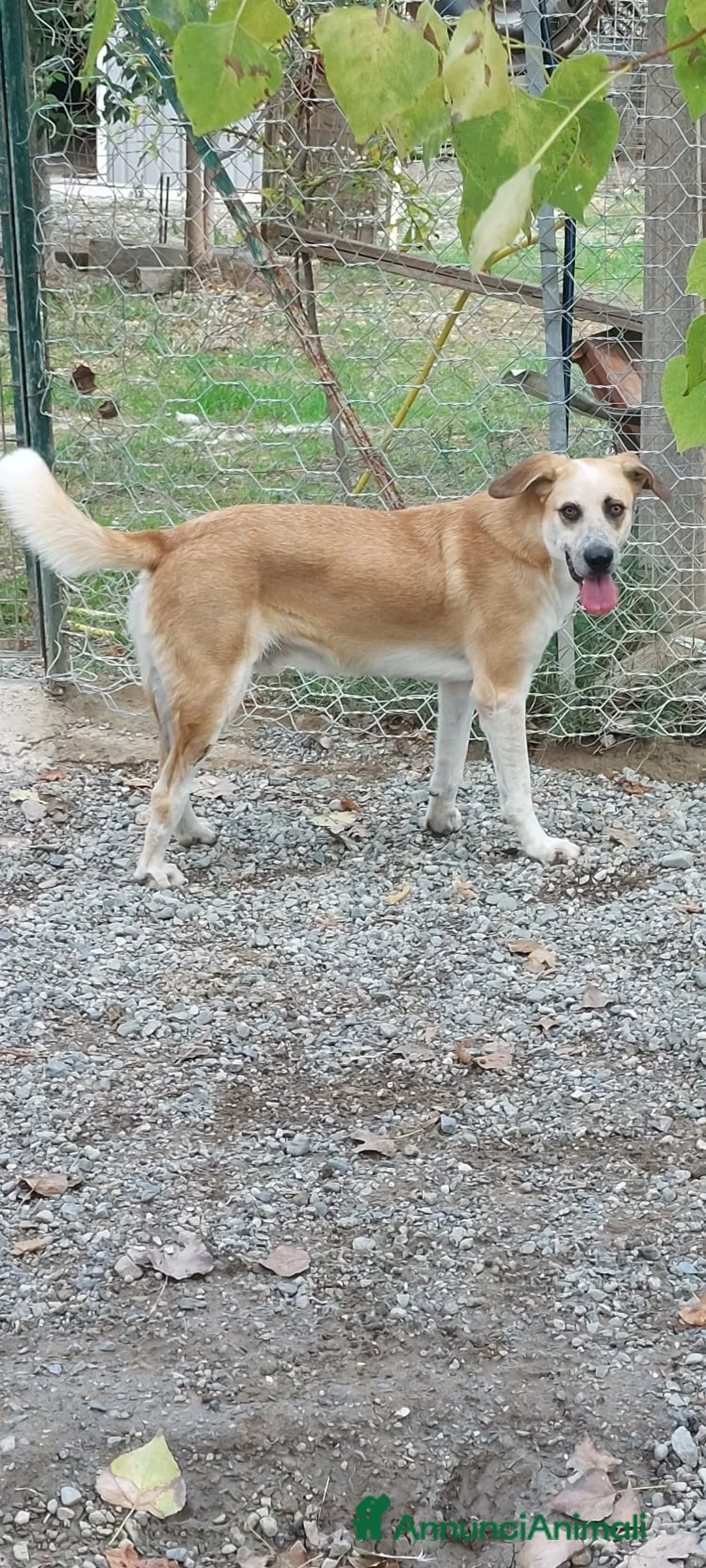 Meticcio cani in regalo: Mauro 2 anni in attesa di una famiglia - Annuncio 6