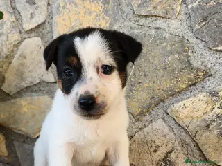 Jack Russell cani Cuccioli di Jack Russell Terrier - Annuncio 2