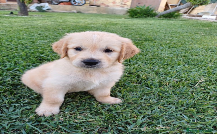 Golden Retriever cani a Libero consorzio comunale di Agrigento - Annuncio 2