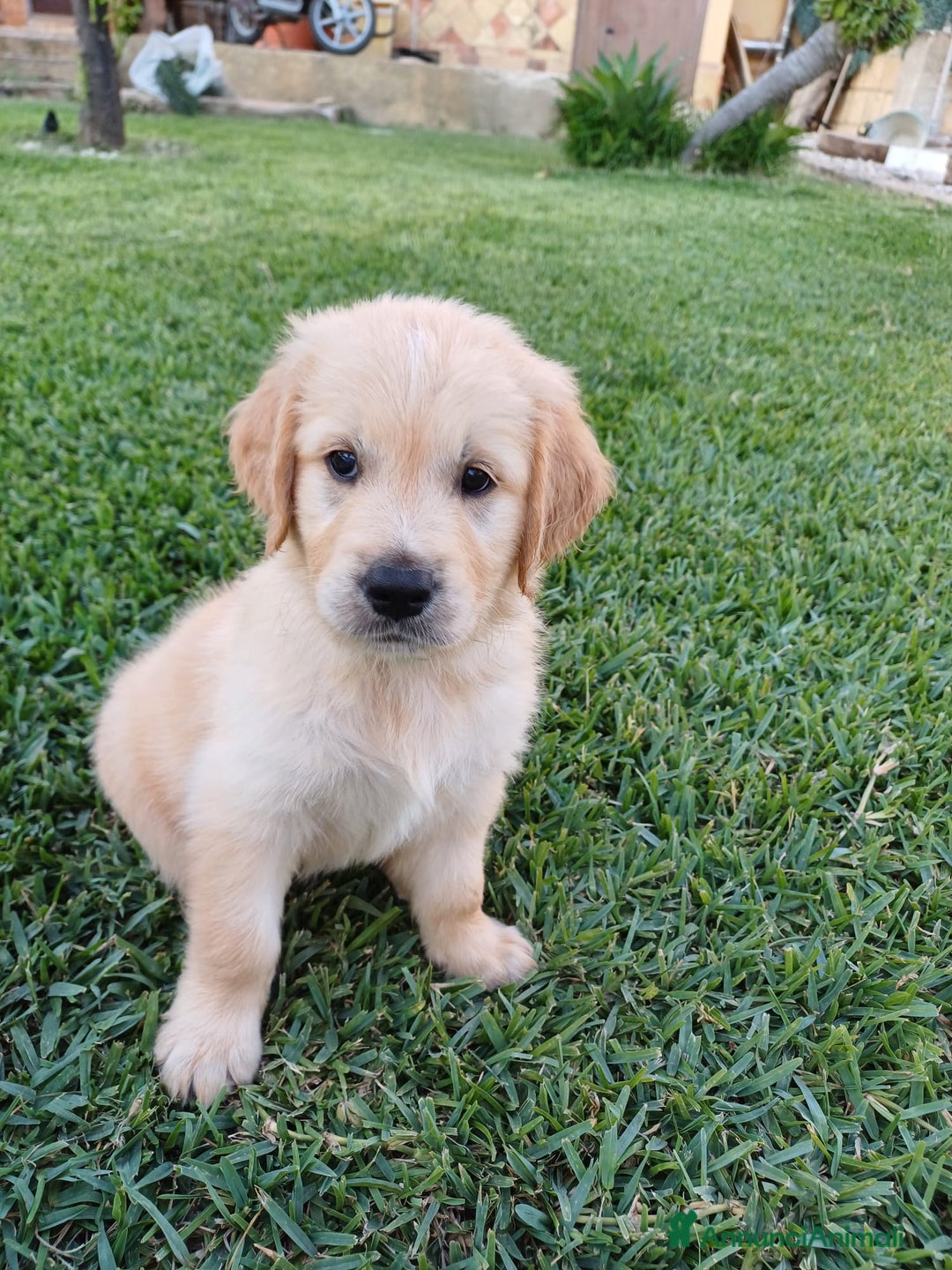 Golden Retriever cani in vendita: Vendo cuccioli  a Libero consorzio comunale di Agrigento - Immagine 1