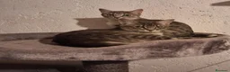 Europeo gatti in regalo: Regalo cuccioli - Annuncio 3