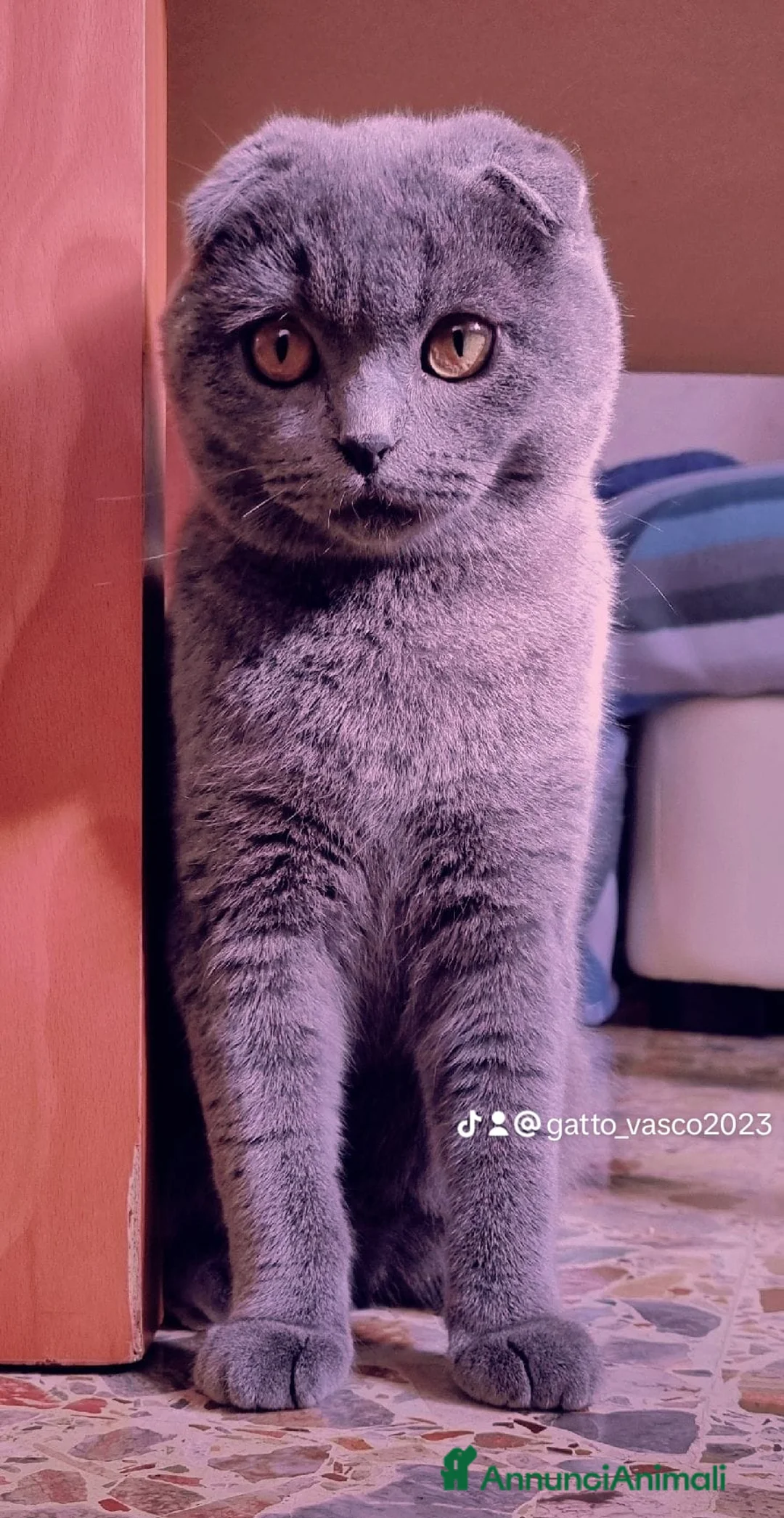 Scottish gatti per accoppiamento: CERCO FIDANZATO BRITISCH a Provincia di Piacenza - Annuncio 10