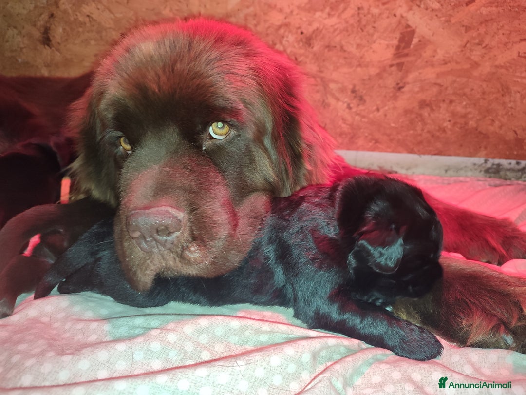 Terranova cani in vendita: Cuccioli di Terranova neri e brown - Annuncio 12
