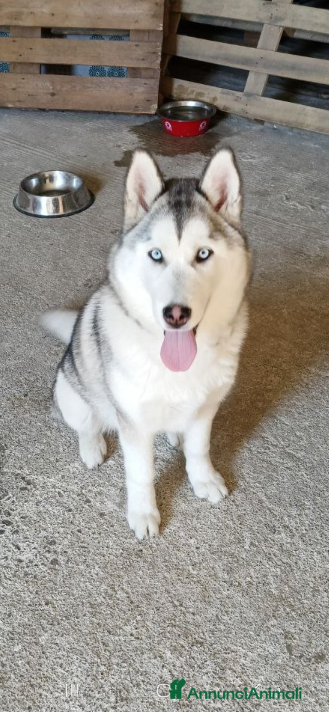 Husky cani in vendita: Disponibili 2 cucciole di husky siberiano - Annuncio 3