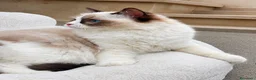 Ragdoll gatti in vendita: Cucciola Ragdoll con pedigree  - Annuncio 1