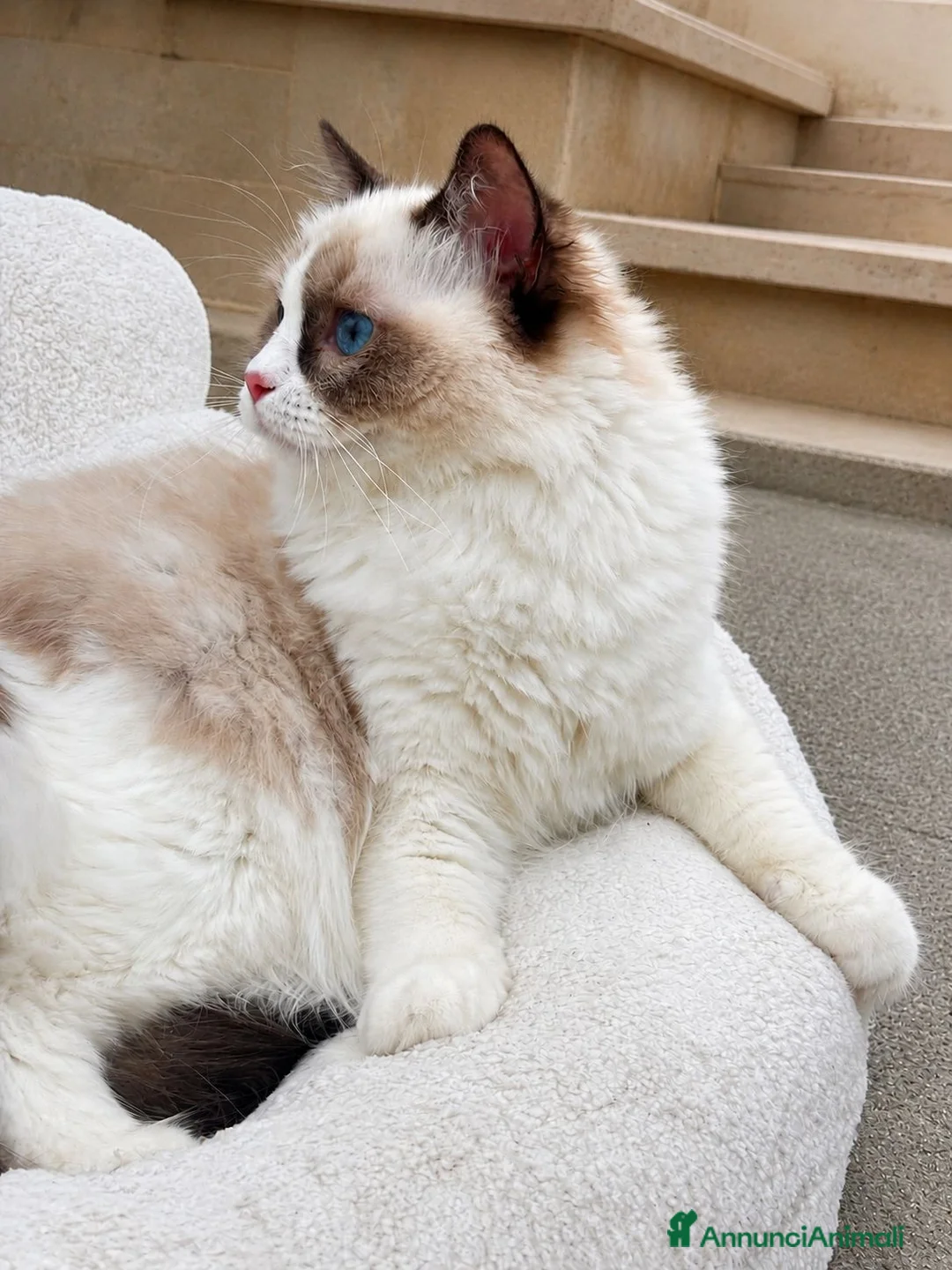 Ragdoll gatti in vendita: Cucciola Ragdoll con pedigree  - Annuncio 1