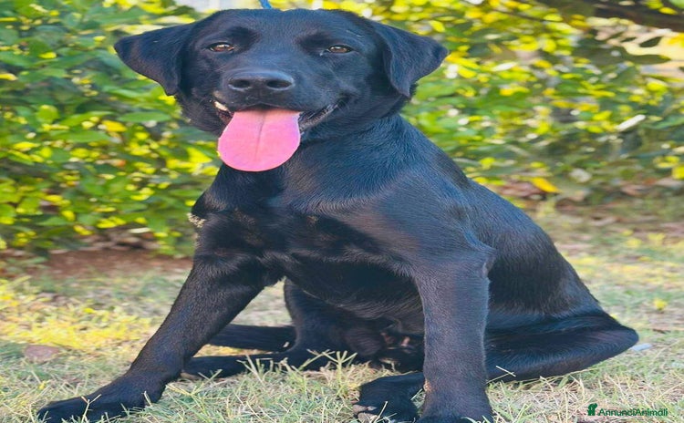 Labrador cani a Provincia di Latina - Annuncio 8