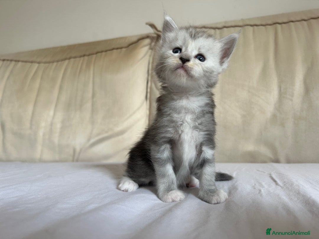 Maine Coon gatti in vendita: Maine Coon cuccioli pedigree ANFI a Provincia di Modena - Immagine 4
