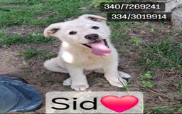 Meticcio cani in regalo: SID 💙-cucciolo “orsetto lanoso” cerca la sua casa a Città metropolitana di Milano - Immagine 1