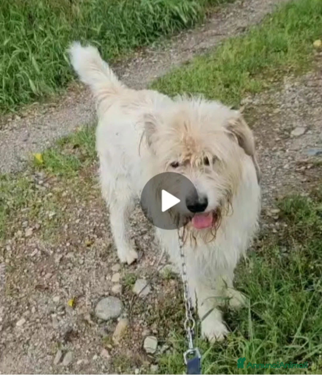 Meticcio cani in regalo: Simil Spinone entrato in canile 2anni fa.NOVARA a Città metropolitana di Milano - Annuncio 4