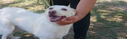 Meticcio cani in regalo: BRANDY 11 ANNI E NON SENTIRLI, IN ADOZIONE - Annuncio 3