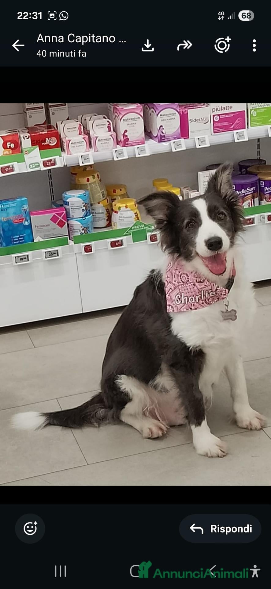 Border Collie cani Border Collie 8anni ex fattrice in canile BERGAMO - Annuncio 22