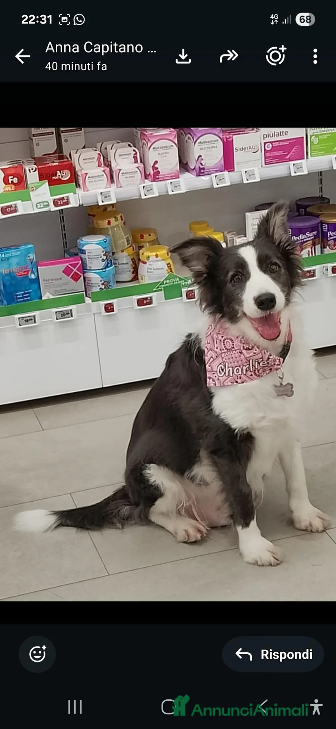 Border Collie cani in regalo: Border Collie 8anni ex fattrice in canile BERGAMO - Annuncio 1