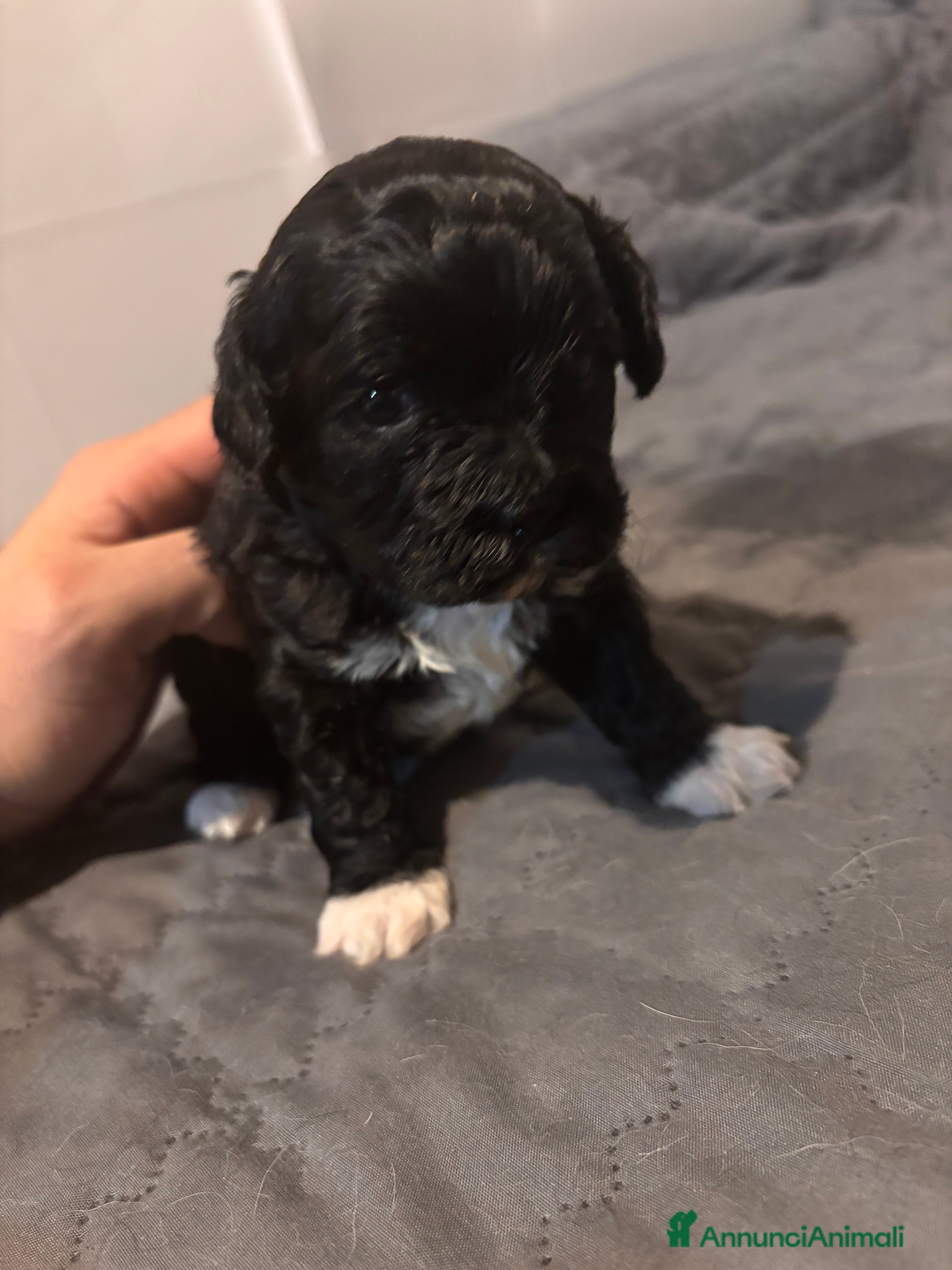 Shihpoo cani Cuccioli di Shih Poo - Annuncio 1