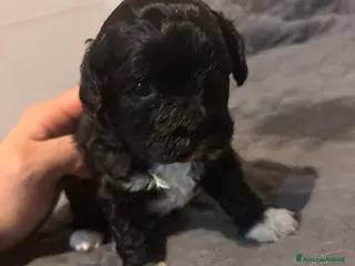 Shihpoo cani Cuccioli di Shih Poo - Annuncio 2