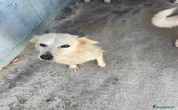 Meticcio cani Sebastiano - Annuncio 10