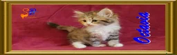 Siberiano gatti in vendita: cuccioli gattini siberiani - Annuncio 3