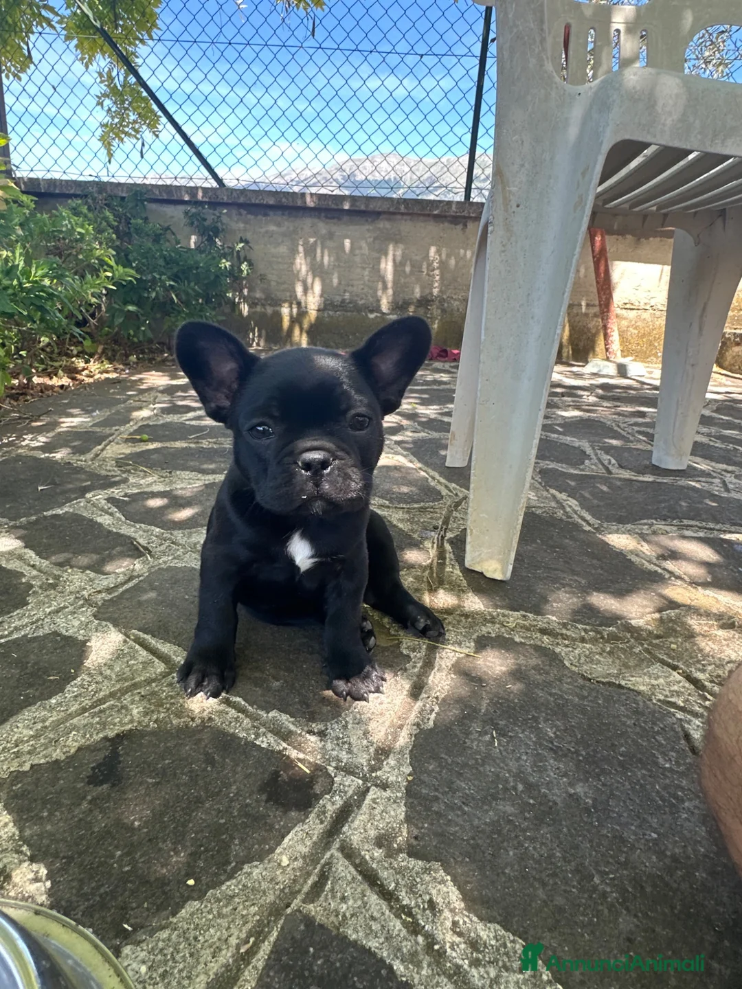 Bulldog Francese cani in vendita: bulldog francese nero tigrato  - Annuncio 2