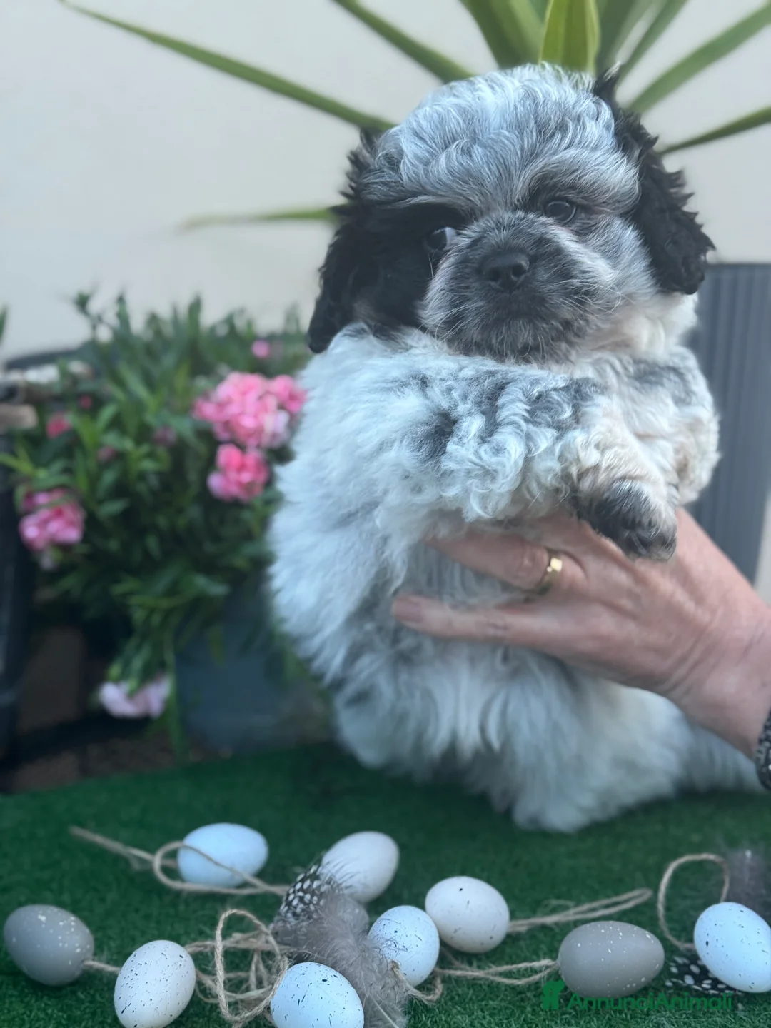 Pechinese cani in vendita: Cuccioli pechinese  - Annuncio 4