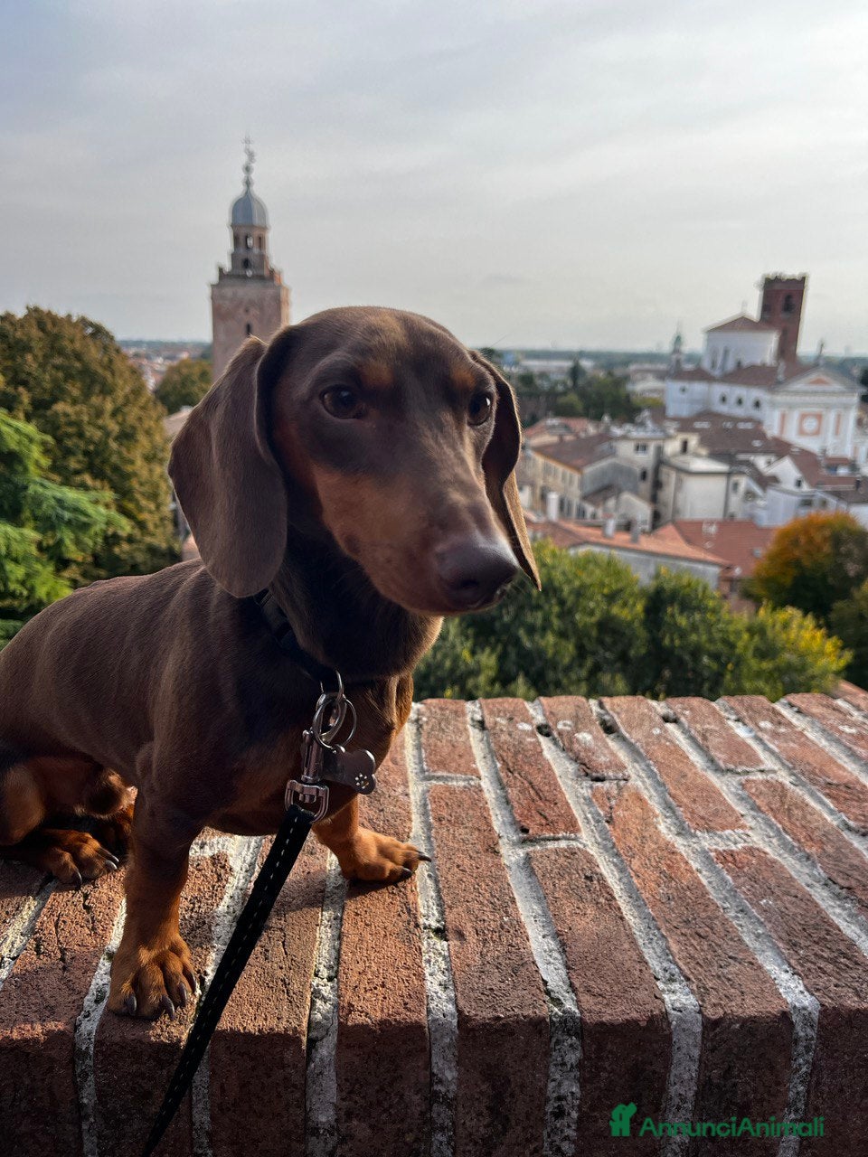 Bassotto cani Lui cerca lei a Provincia di Treviso - Annuncio 1