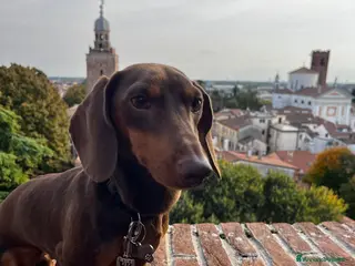 Bassotto cani Lui cerca lei a Provincia di Treviso - Annuncio 2
