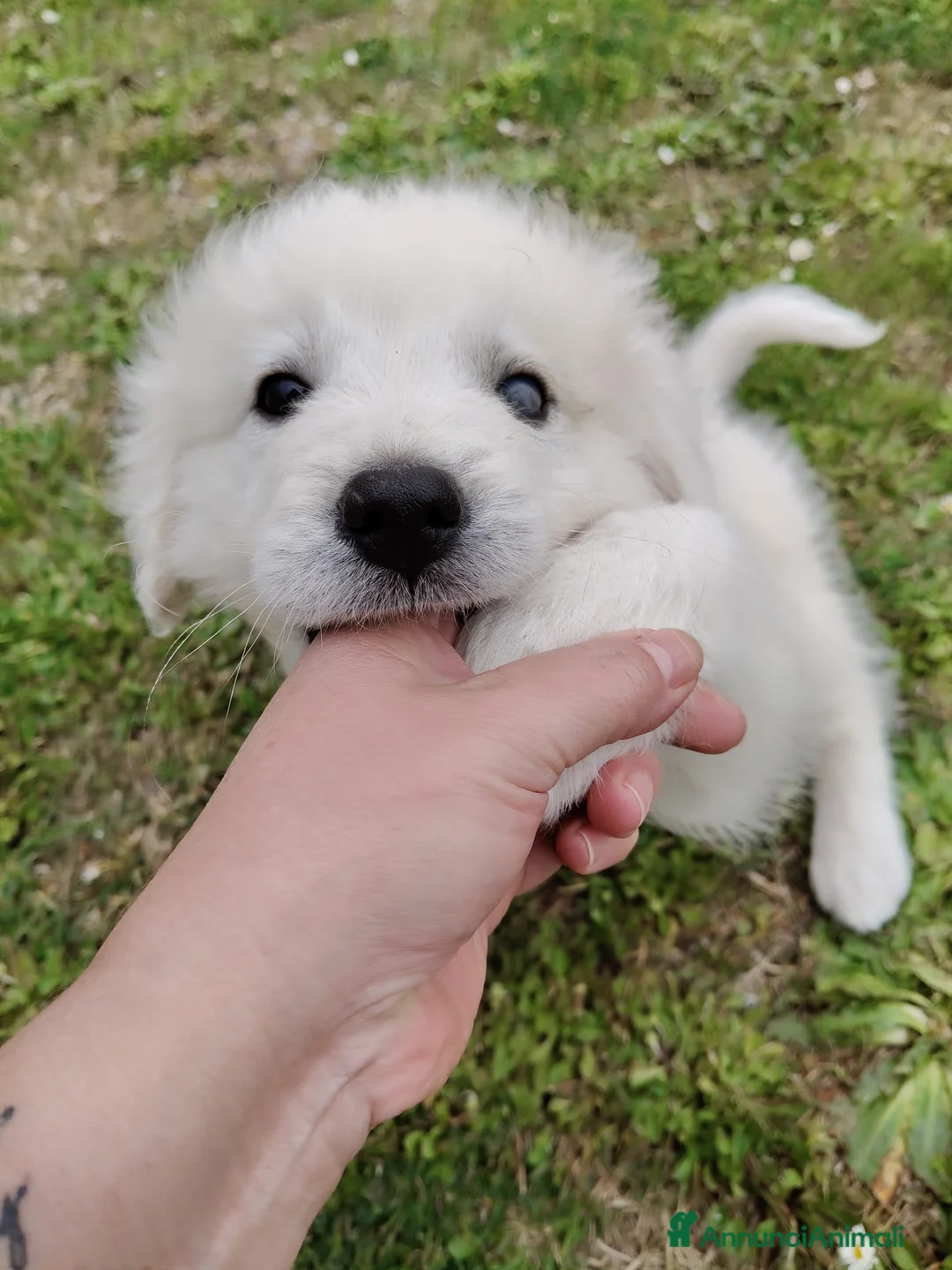 Meticcio cani in regalo: UNA MAMMA PER SID a Provincia di Varese - Annuncio 6