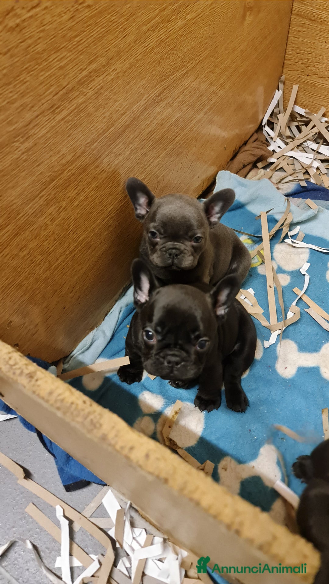 Bulldog Francese cani in vendita: BULLDOG FRANCESI CUCCIOLI allevati personalmente - Annuncio 6