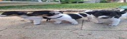 Jack Russell cani in vendita: Cuccioli di jack russel  a Provincia di Lecce - Annuncio 12