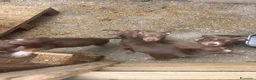 Pitbull cani in vendita: Pitbull - Annuncio 7