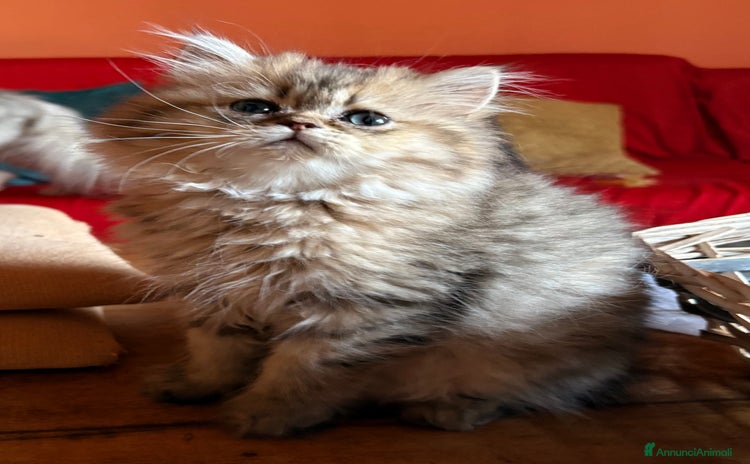 Persiano gatti a Provincia di Novara - Annuncio 5