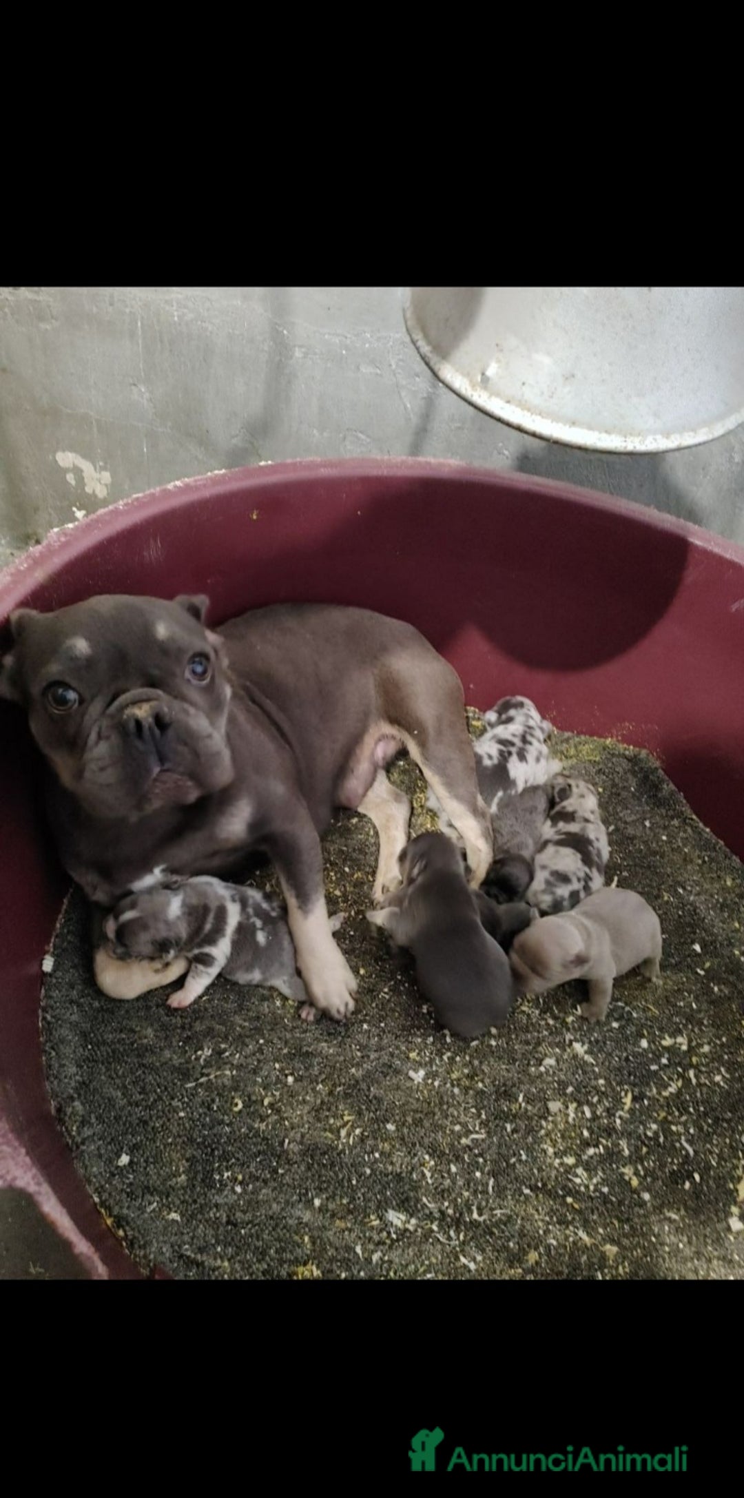 Bulldog Francese cani in vendita: Bulldog francesi blu merle - Annuncio 7