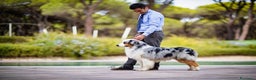 Australian Shepherd cani in vendita: Australian Shepherd  - Annuncio 9