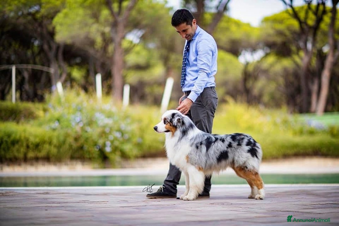 Australian Shepherd cani in vendita: Australian Shepherd  - Annuncio 9