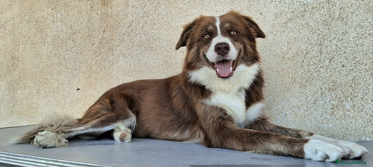 Meticcio cani a Città metropolitana di Palermo - Annuncio 14