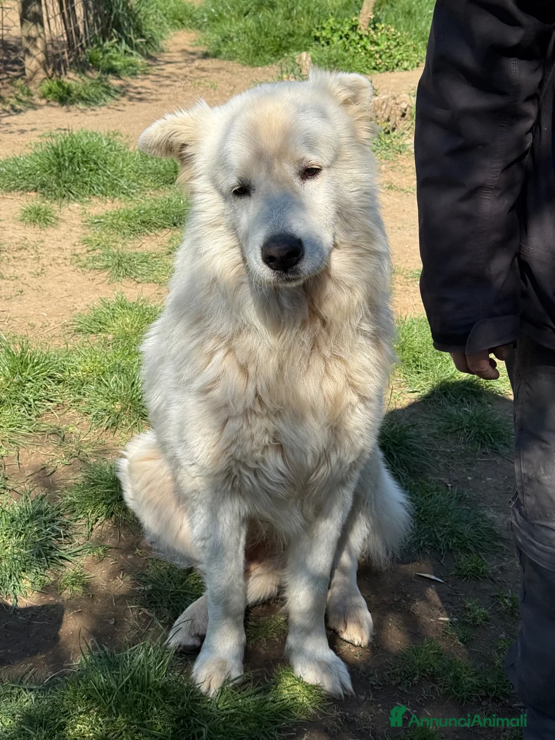 Altre razze cani in regalo: Thor  a Provincia di Viterbo - Annuncio 4