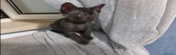 Meticcio gatti in regalo: Onice gattina nera - Annuncio 2