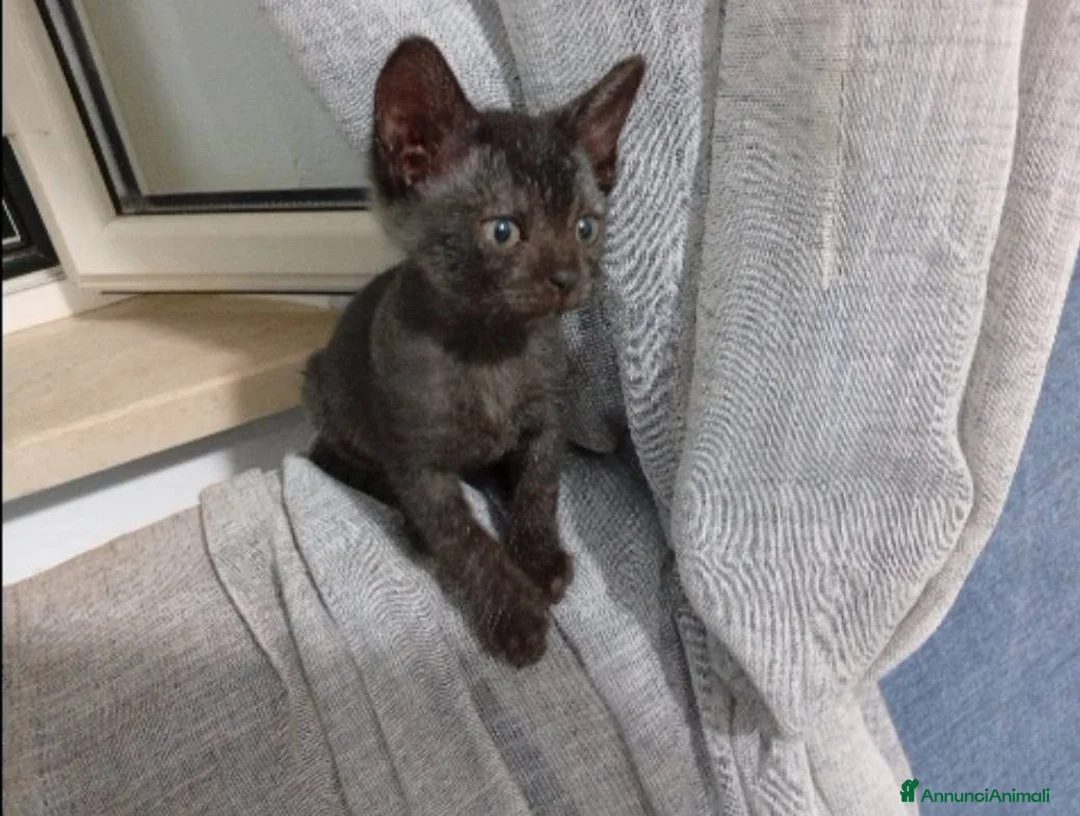 Meticcio gatti in regalo: Onice gattina nera - Annuncio 2