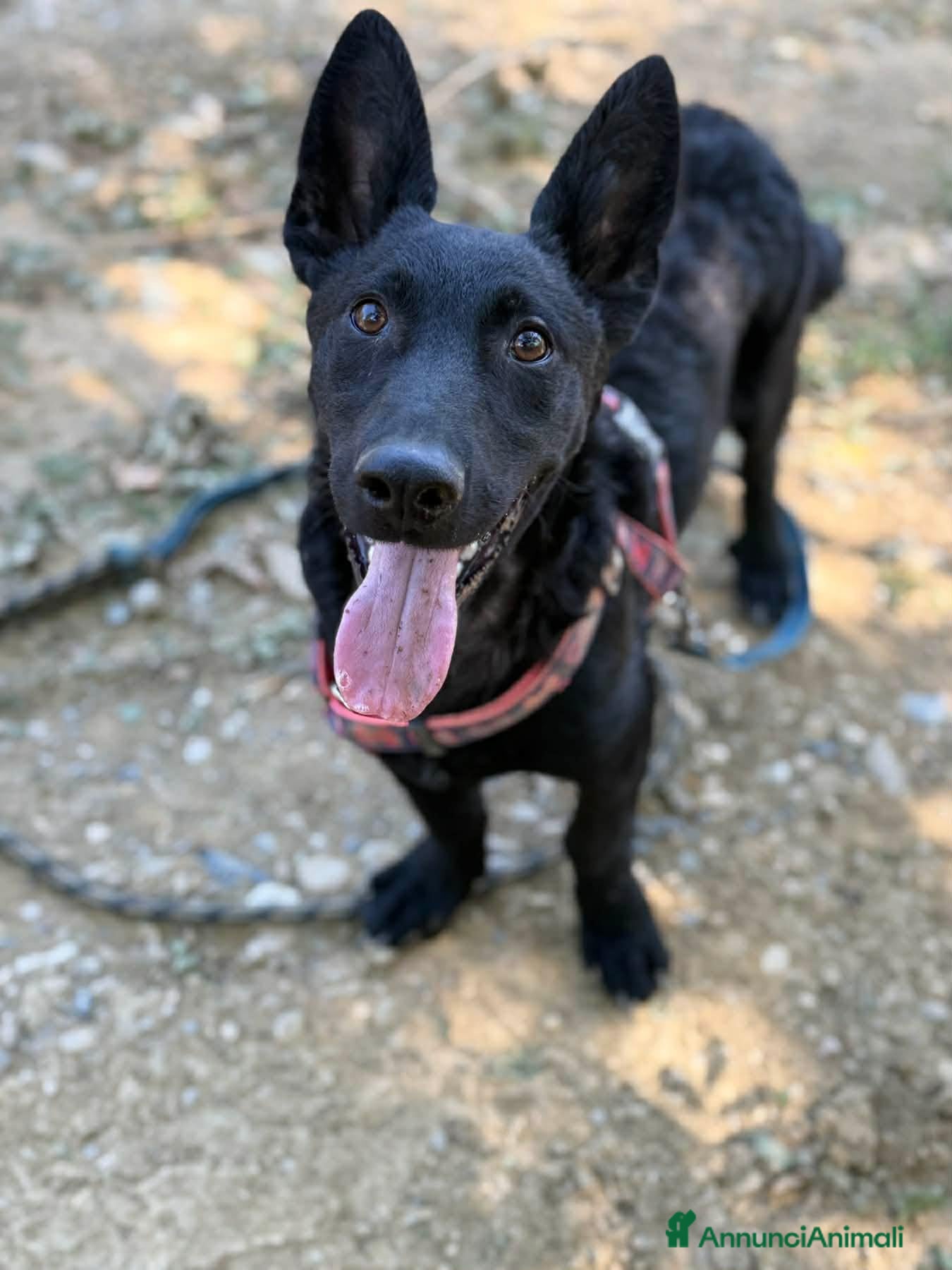 Meticcio cani ELIO, fantastico lupetto mignon! TG MEDIO PICCOLA - Annuncio 24