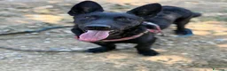 Meticcio cani in regalo: ELIO, fantastico lupetto mignon! TG MEDIO PICCOLA - Annuncio 1
