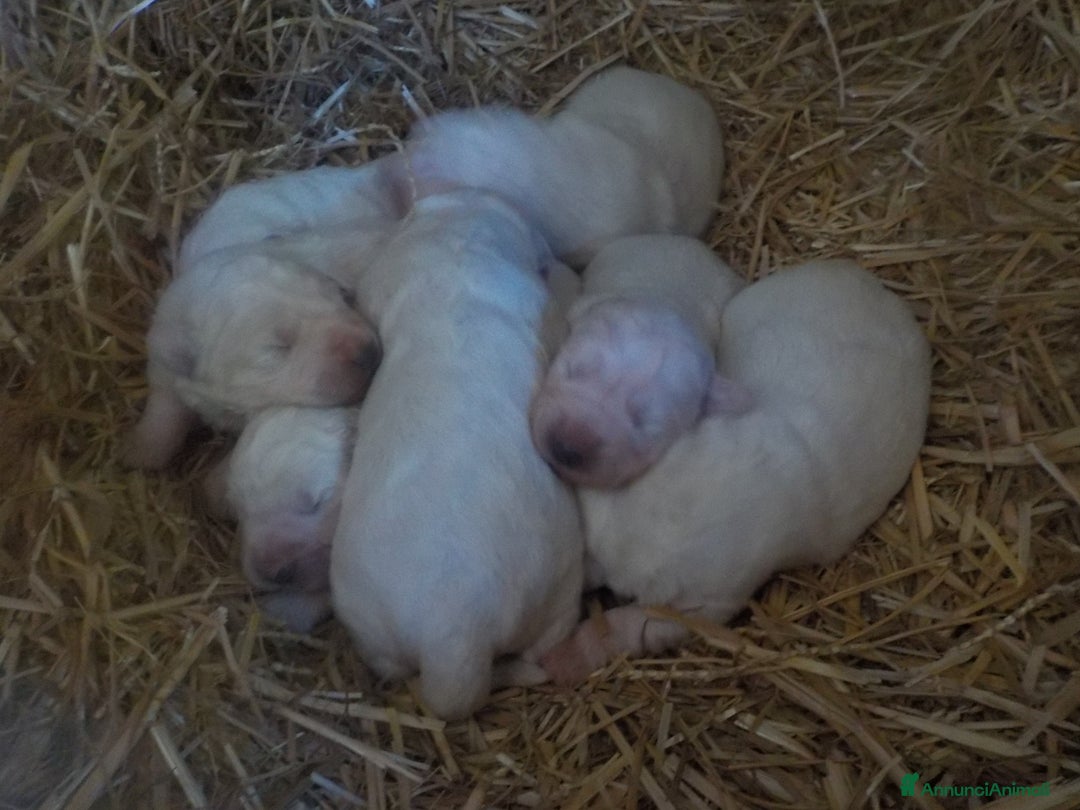 Pastore Maremmano cani in vendita: cuccioli di pastore maremmano abruzzese  - Annuncio 35
