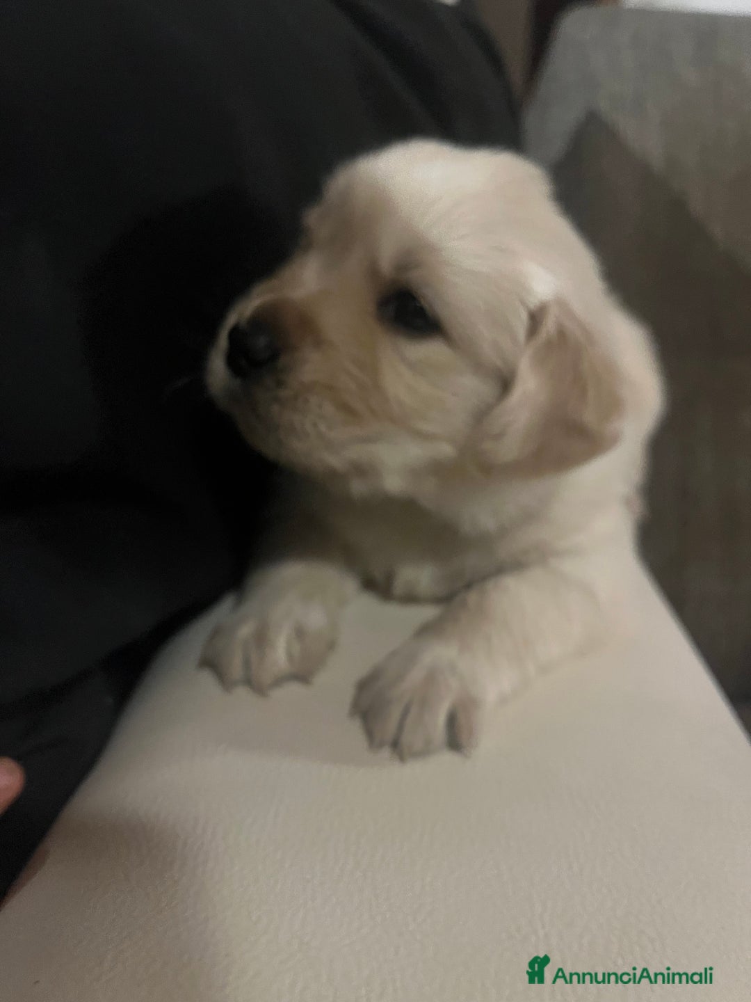 Golden Retriever cani in vendita: Cucciolo di Golden retriver anglo americani  - Annuncio 9