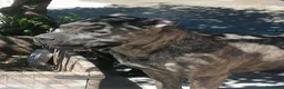 Cane Corso cani in regalo: Cucciole Cane Corso  - Annuncio 9