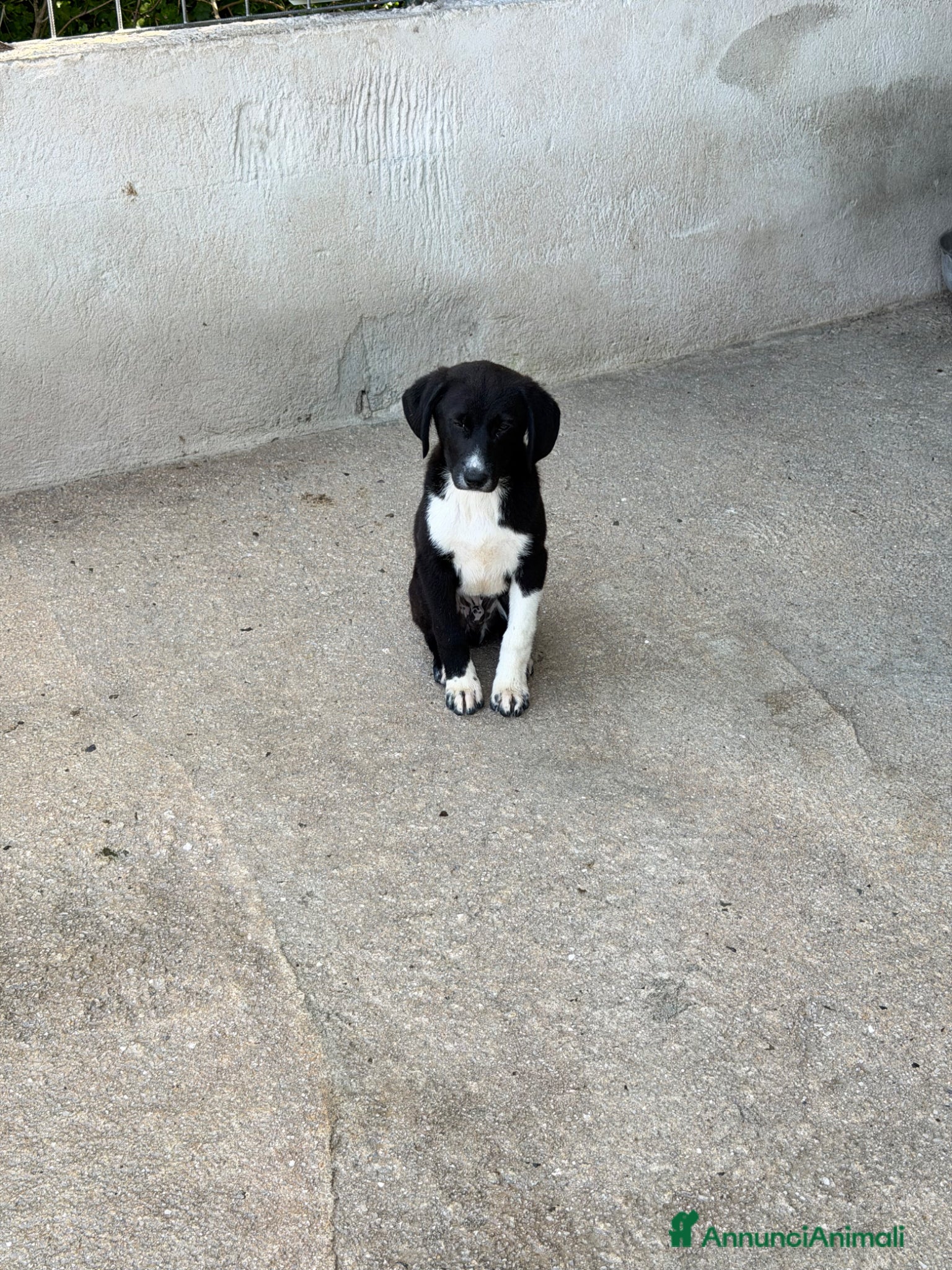 Meticcio cani Oli 3 mesi - Annuncio 25