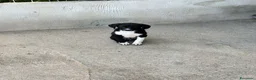 Meticcio cani in regalo: Oli 3 mesi a Provincia di Verona - Annuncio 1